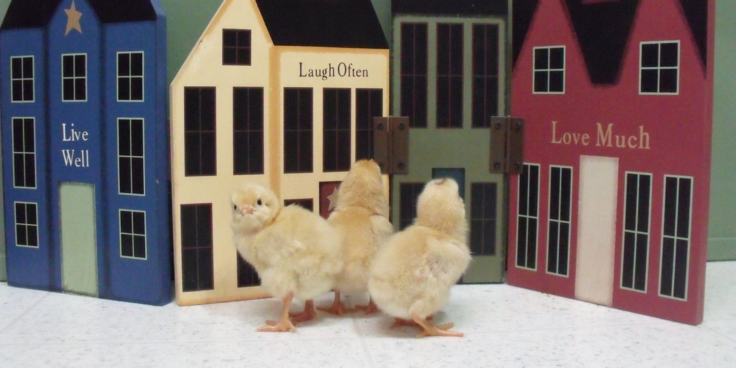 What is Your Students Learning Style? | Chicken Math University
