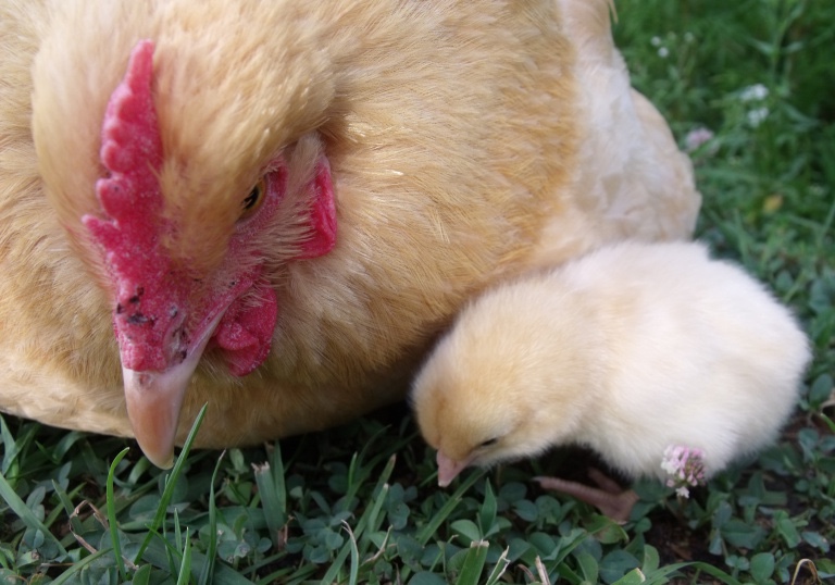 Chicken Math University | Adventures In Homeschooling